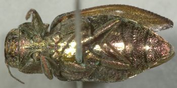 Media type: image;   Entomology 2691 Aspect: habitus ventral view
